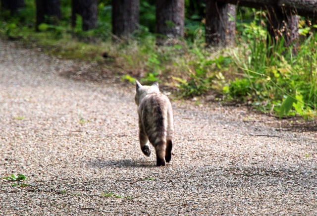 飼い猫が脱走 猫を捕獲する4つの方法を伝授 ねこメイト